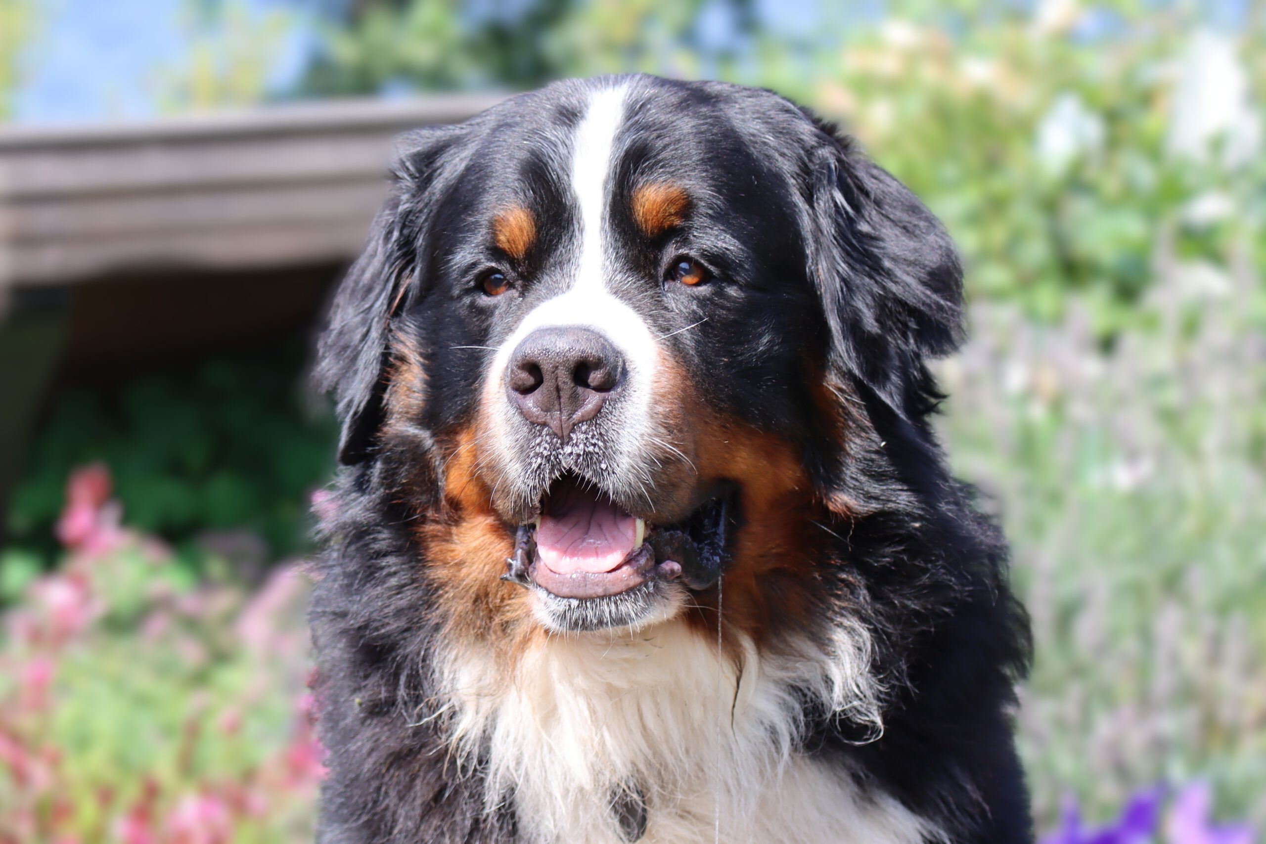 IMG_0355 bearb weich